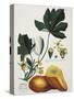 Papaya; Carica Papaya-Georg Dionysius Ehret-Stretched Canvas