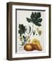 Papaya; Carica Papaya-Georg Dionysius Ehret-Framed Giclee Print