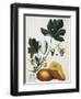 Papaya; Carica Papaya-Georg Dionysius Ehret-Framed Giclee Print