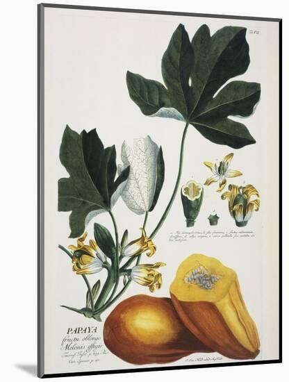 Papaya; Carica Papaya-Georg Dionysius Ehret-Mounted Giclee Print