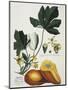 Papaya; Carica Papaya-Georg Dionysius Ehret-Mounted Giclee Print