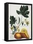 Papaya; Carica Papaya-Georg Dionysius Ehret-Framed Stretched Canvas