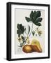 Papaya; Carica Papaya-Georg Dionysius Ehret-Framed Giclee Print