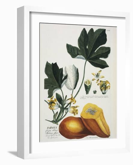 Papaya; Carica Papaya-Georg Dionysius Ehret-Framed Giclee Print