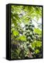 Papaya Tree, Amazon Rainforest, Coca, Ecuador, South America-Matthew Williams-Ellis-Framed Stretched Canvas