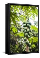 Papaya Tree, Amazon Rainforest, Coca, Ecuador, South America-Matthew Williams-Ellis-Framed Stretched Canvas