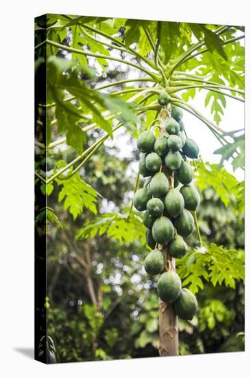 Papaya Tree, Amazon Rainforest, Coca, Ecuador, South America-Matthew Williams-Ellis-Stretched Canvas
