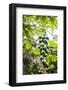 Papaya Tree, Amazon Rainforest, Coca, Ecuador, South America-Matthew Williams-Ellis-Framed Photographic Print