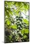 Papaya Tree, Amazon Rainforest, Coca, Ecuador, South America-Matthew Williams-Ellis-Mounted Photographic Print