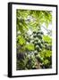 Papaya Tree, Amazon Rainforest, Coca, Ecuador, South America-Matthew Williams-Ellis-Framed Photographic Print