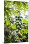 Papaya Tree, Amazon Rainforest, Coca, Ecuador, South America-Matthew Williams-Ellis-Mounted Photographic Print