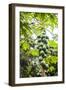 Papaya Tree, Amazon Rainforest, Coca, Ecuador, South America-Matthew Williams-Ellis-Framed Photographic Print