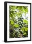 Papaya Tree, Amazon Rainforest, Coca, Ecuador, South America-Matthew Williams-Ellis-Framed Photographic Print