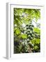 Papaya Tree, Amazon Rainforest, Coca, Ecuador, South America-Matthew Williams-Ellis-Framed Photographic Print