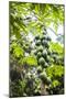 Papaya Tree, Amazon Rainforest, Coca, Ecuador, South America-Matthew Williams-Ellis-Mounted Photographic Print