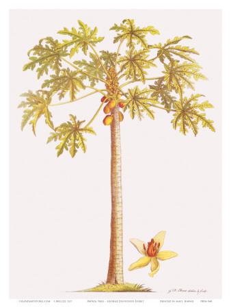 https://imgc.allpostersimages.com/img/posters/papaya-tree-botanical-illustration-18th-century_u-L-F31RYW0.jpg?artPerspective=n