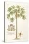 Papaya Tree-Porter Design-Stretched Canvas