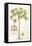Papaya Tree-Porter Design-Framed Stretched Canvas