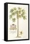 Papaya Tree-Porter Design-Framed Stretched Canvas