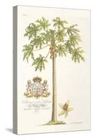 Papaya Tree-Porter Design-Stretched Canvas