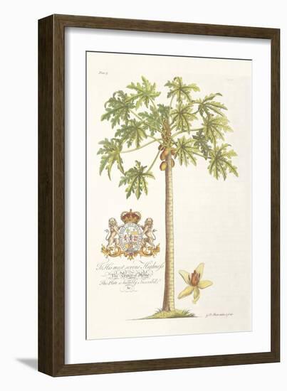 Papaya Tree-Porter Design-Framed Giclee Print