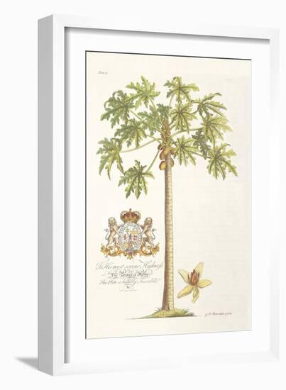 Papaya Tree-Porter Design-Framed Giclee Print