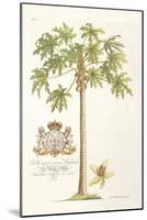 Papaya Tree-Porter Design-Mounted Giclee Print