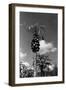 Papaya Tree-Evans-Framed Photographic Print