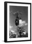 Papaya Tree-Evans-Framed Photographic Print