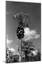 Papaya Tree-Evans-Mounted Photographic Print