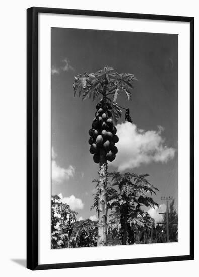 Papaya Tree-Evans-Framed Photographic Print