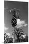 Papaya Tree-Evans-Mounted Photographic Print