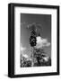 Papaya Tree-Evans-Framed Photographic Print