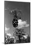Papaya Tree-Evans-Mounted Photographic Print