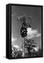 Papaya Tree-Evans-Framed Stretched Canvas