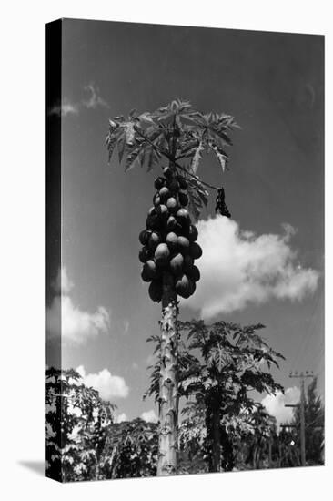 Papaya Tree-Evans-Stretched Canvas