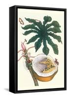 Papaya with Caterpillar, Pupa and Butterfly of the Metalmark Family and a Moth on the Fruit-Maria Sibylla Merian-Framed Stretched Canvas