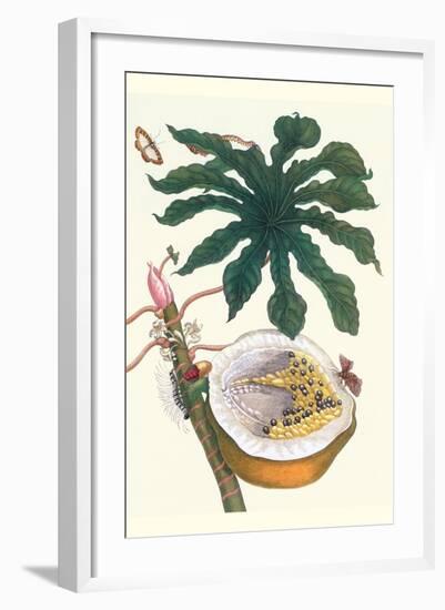 Papaya with Caterpillar, Pupa and Butterfly of the Metalmark Family and a Moth on the Fruit-Maria Sibylla Merian-Framed Art Print