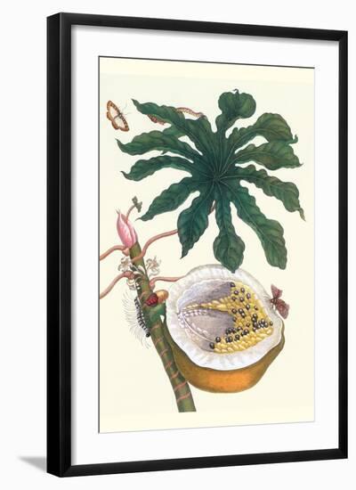 Papaya with Caterpillar, Pupa and Butterfly of the Metalmark Family and a Moth on the Fruit-Maria Sibylla Merian-Framed Art Print