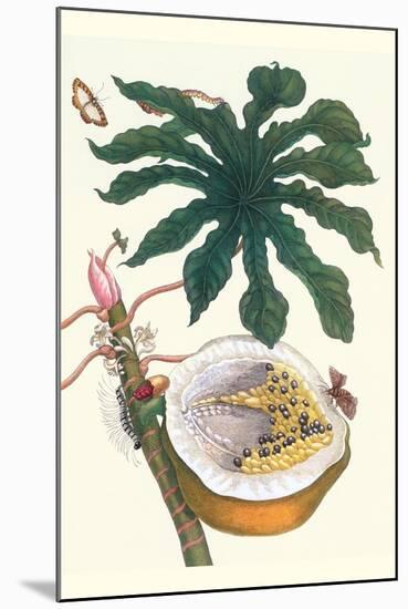 Papaya with Caterpillar, Pupa and Butterfly of the Metalmark Family and a Moth on the Fruit-Maria Sibylla Merian-Mounted Art Print