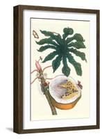 Papaya with Caterpillar, Pupa and Butterfly of the Metalmark Family and a Moth on the Fruit-Maria Sibylla Merian-Framed Art Print