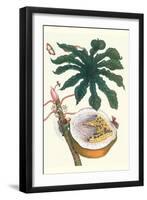 Papaya with Caterpillar, Pupa and Butterfly of the Metalmark Family and a Moth on the Fruit-Maria Sibylla Merian-Framed Art Print