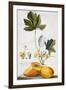 Papaya-Georg Dionysius Ehret-Framed Premium Giclee Print