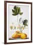 Papaya-Georg Dionysius Ehret-Framed Premium Giclee Print