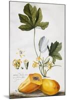 Papaya-Georg Dionysius Ehret-Mounted Premium Giclee Print