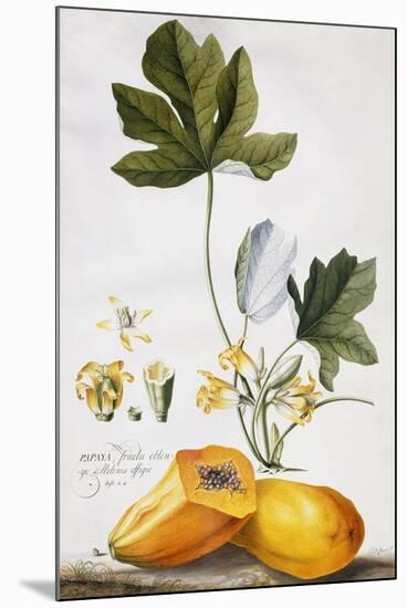 Papaya-Georg Dionysius Ehret-Mounted Premium Giclee Print