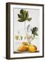 Papaya-Georg Dionysius Ehret-Framed Premium Giclee Print