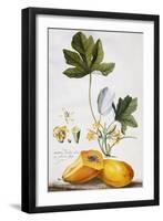 Papaya-Georg Dionysius Ehret-Framed Premium Giclee Print