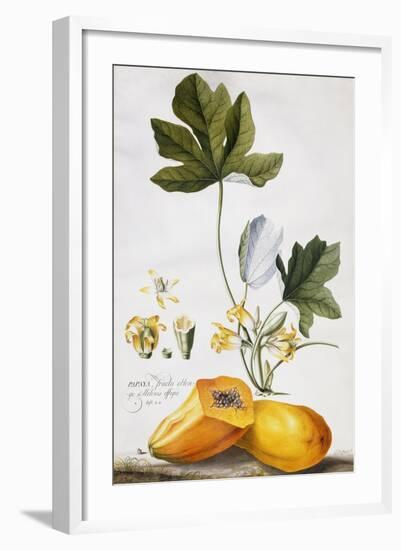 Papaya-Georg Dionysius Ehret-Framed Giclee Print