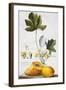 Papaya-Georg Dionysius Ehret-Framed Giclee Print